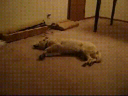 睡在地上发疯的狗