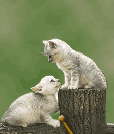 201107050742360873.gif