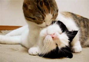 201107050713301907.gif