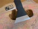 201107021636146722.gif