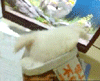 201104230111283196 (1).gif
