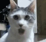 201104121104091338.gif