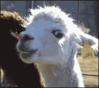 201103301519152446.gif