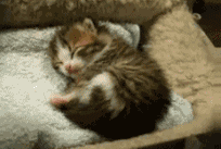 201011230052028285.gif