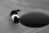 201011210051355558.gif