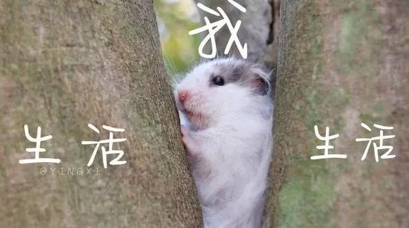 67c64ef73c0647a2a611734a7b02ee12.jpeg