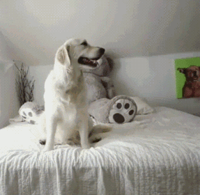 1662266569174699.gif zr450.gif
