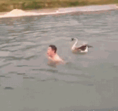 zr444.gif