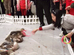 zr307.gif