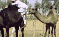 201308071121077095.gif