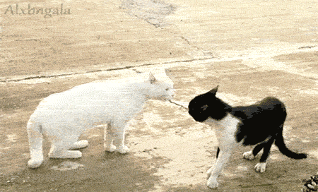 315795c60b4044a9a53a431bed7eba84.gif