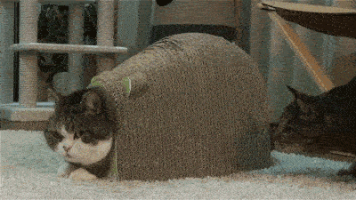 57c9730f719c5.gif