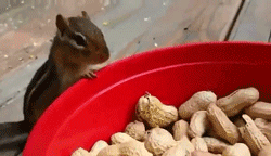 595a128001ded.gif