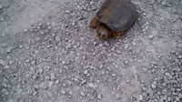 58ad95b8c72af.gif